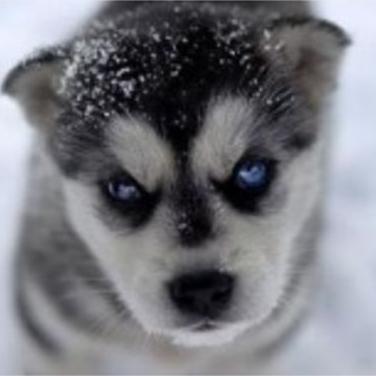 Underdog555UK's profile picture. СЛАВА УКРАЇНІ-ГЕРОЯМ СЛАВА-СМЕРТЬ ВОРОГАМ!