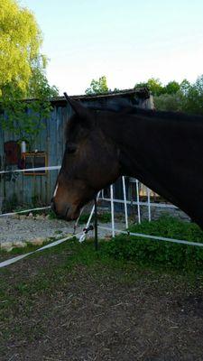 marrylouinlove's profile picture. SluggerO'Toole ist ein ehemaliges Rennpferd aus England. ich werde mit ihm jetzt nach Horsemanship arbeiten. Er ist ein Wallach ein Englisches Vollblut