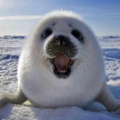Smiling Animals (@NaNanidemo) / Twitter Smiling Animals (@NaNanidemo) / Twitter