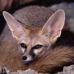 The IUCN SCC Canid Specialist Group (CSG) is the world's chief body of scientific and practical expertise on the status and conservation of all canid species.