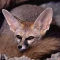 IUCN Canid SG (@wildcanids) 's Twitter Profile