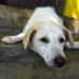 Dogs In Sri Lanka (@dogsinsrilanka) Twitter profile photo Dogs In Sri Lanka (@dogsinsrilanka) Twitter profile photo