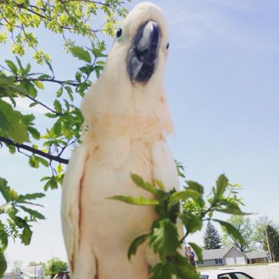 Southern Indiana Bird Sanctuary
Show your support by liking and sharing our Facebook page.
http://t.co/wqidkCXF6z
Non-profit Rescue