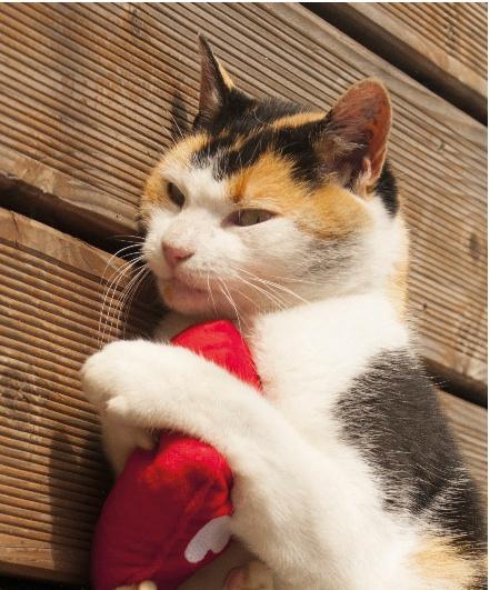ValerianCatToys's profile picture. German cat toys filled with finest Bavarian-grown Valerian, Lavender & Anise. 5-Star Reviews in Europe now available in US & Canada!