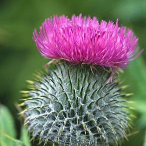 mc_gordy's profile picture. 