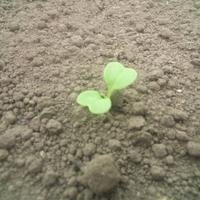 おかひじき (@hirosifarm) Twitter profile photo