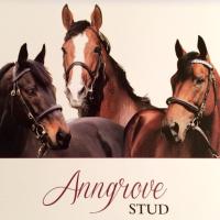 Anngrove Stud(@AnngroveStud) 's Twitter Profile Photo