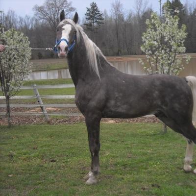 We raise silver dapple and true blue roan Tennessee Walking horses.