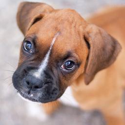 Tapete entrenador para mascotas domesticas. Ideal para departamentos, no es toxico, absorbe olores y es muy fácil de limpiar.