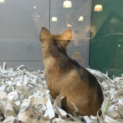 iamrickysoto's profile picture. . -christain -Boston -beaster-play baseketball/baseball/americanFootball/soccer