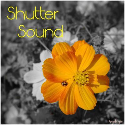shuttersoundTW's profile picture. A photograph journal