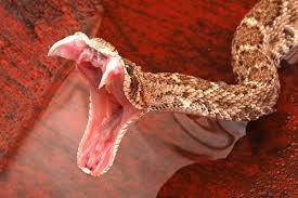 PythoMonty's profile picture. We play the psychological warfare. we do not give up and fight to the last man.