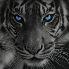 TheBlackTiger07's profile picture. Just doing things