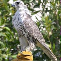 زَاْاٰكِـ ـَـْ ـٰى (@zaakii83) Twitter profile photo