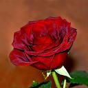 Nino (@grishashvili92) Twitter