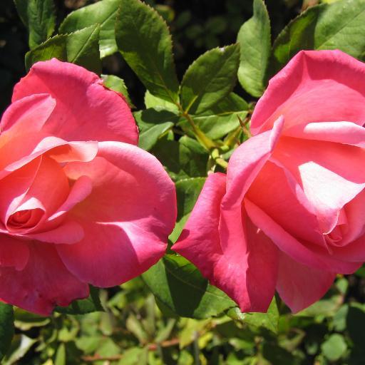 AmandineLoua's profile picture. 