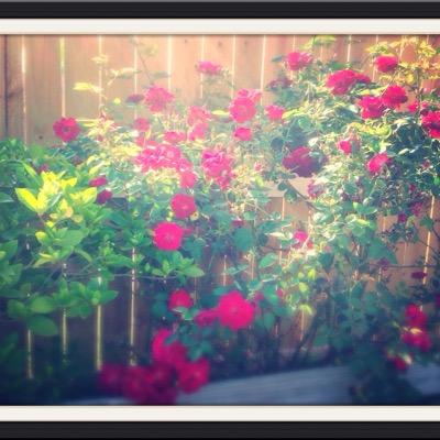 N16Mimi's profile picture. 