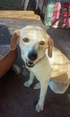 I'm Daisy half Beagle, half Labrador. I'm a total sweetheart. I love people and I like ripping boxes to shreds