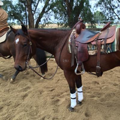 Cattle & sheep market reporter for MLA..Part time writer for the Stock & Land news paper and Beef Central QLD. A passion for cutting and campdraft horses