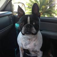 R Contrerian (@rcontrer1) 's Twitter Profile