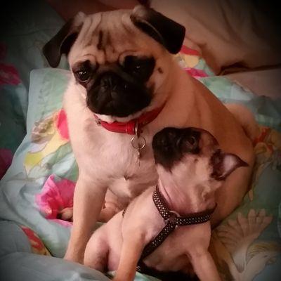 Poppy (21/10/14) living with my daughter Griselda (5/11/17), my lil sis Peppa (10/2/15), her son Buster (4/10/16) & daughter Maisie (26/6/18). Proud Welsh pugs!