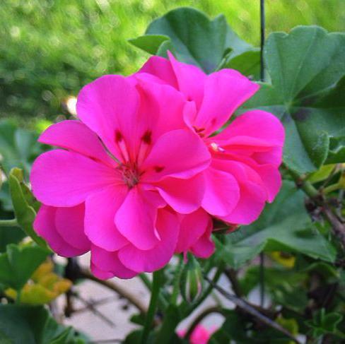 Shasikka's profile picture. Working at Shree Shree Vengadeshwaraa Networks ( PVT ) LTD  at Extreme seo network solution.