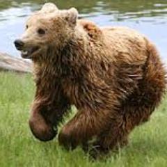 kolmedved's profile picture. 