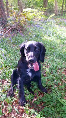 TheDoggyBlog's profile picture. All things Doggy