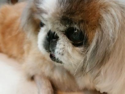 angeljuly26's profile picture. I'm a 16 year old grandma pekingese who looks like a young cute girl.