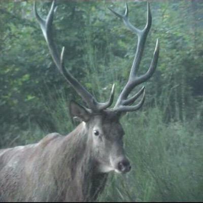 page Foret de Mormal sur Facebook - forêt domaniale Nord de la France https://t.co/jWZcgeQzmU