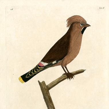 18th-century illustrator of bird and beast and spider, revived by Ari Messer (@stanford @birkbeck_arts)