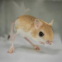 Kim Cooper (@ucsdcooperlab) 's Twitter Profile