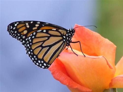 spiritual growth - metamorphosis - transformation