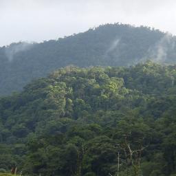 Somos una ONG dedicada a la Conservación del Bosque y Vida Silvestre, Montaña de PUCA