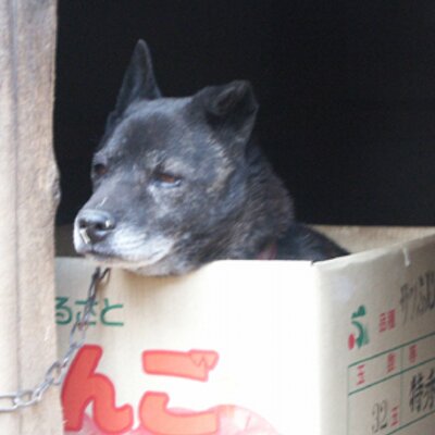 Y Tokue 広葉樹実生図鑑 神奈川県自然環境保全センター 平成23年3月発行 Http T Co Widpecxi Pdf4721kb 樹木実生の写真ばかりを集めた図鑑は今まで無かった 今後も更新していくらしいです 関係者が図鑑 の宣伝中らしいので ここに記載しときます