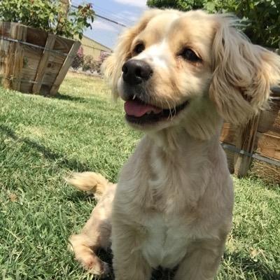 awe_adoptables's profile picture. Animal Compassion Team http://t.co/Gz5974qwDm