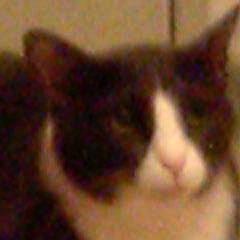 外猫さんの環境を何とか良くしようと頑張っているボランティアさんたちを繋ぐ会です。会員をどんどん募集中!よろしくお願いします!http://t.co/KPRZIOpYdL