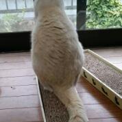 アシラ。@3次元