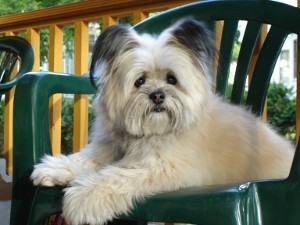 apexdna's profile picture. Apex DNA is the leading source for canine DNA breed testing in the USA.