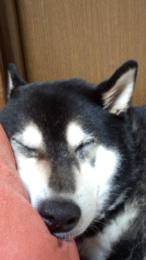 shibakote's profile picture. 柴犬大好き。こてつかわいい