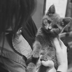 BestJuicing101's profile picture. Vegetarian, Interested in Healthy cooking, Juicing. Love Cats!! :)