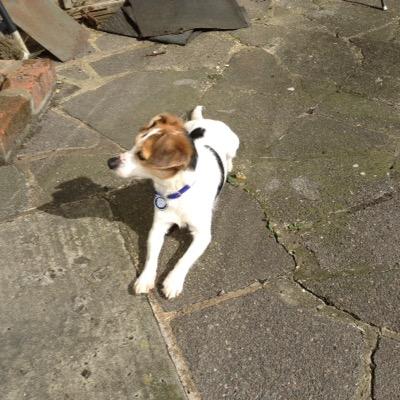 oslosworld's profile picture. Proper Terrier. Love pooh rolling, chewing, destroying toys, chasing furpals, being called cute in pubs. Ex @bdch