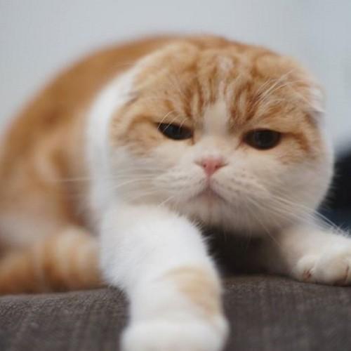 HypePangoro's profile picture. Love minimimter and josh zerkaa