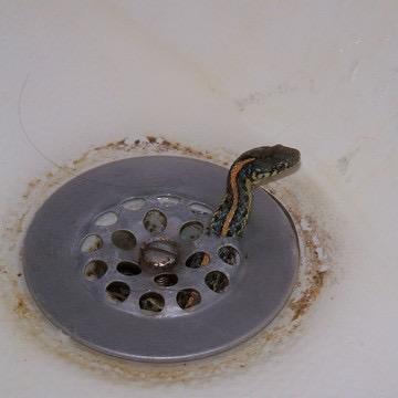Septic Snakes (@SepticSnakes) | Twitter