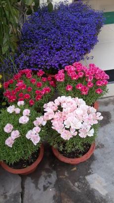 dmadhuchandra's profile picture. 