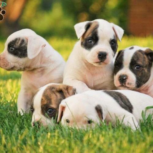 Fairmount PTA Profile