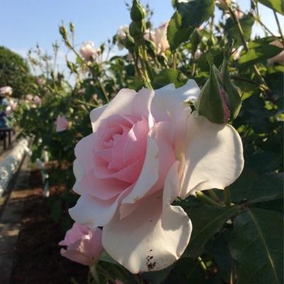 Jehovah's(エホバの証人)3世で主宰監督の娘。教団指導虐待以外に家庭虐待あり、中学時代留学2年、元モデル9年、地球一周、海外一人旅、ドイツ車、現在は愛犬家の40代ハードワーカー会社役員。JW2世3世の方々のお話を伺いたいです。日本の移民問題による将来を危惧しています。