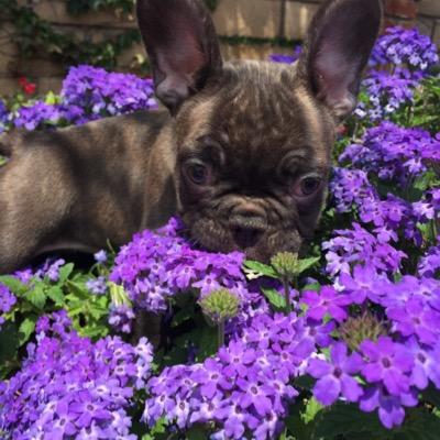 We are dog breeders of rare color english and french bulldogs. we have rare color english and french bulldog puppies for sale . We ship all around the world