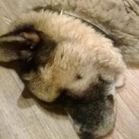 Tracey Severne #FBPE (@traceyseverne) 's Twitter Profile
