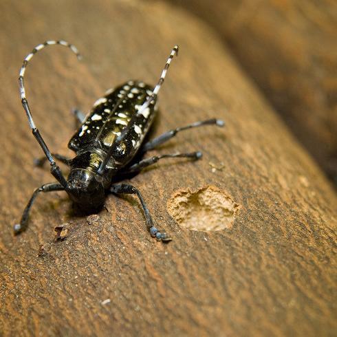VT trees are threatened by destructive invasive forest pests, like the Asian longhorned beetle. Join our state wide, collaborative effort to stop their spread.